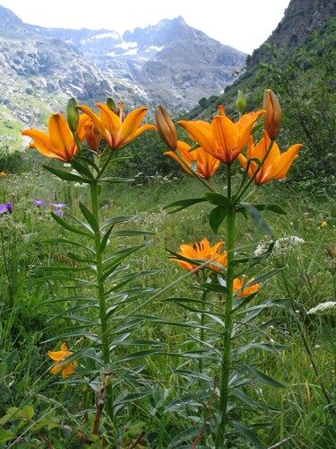 Lilium bulbiferum (Fire Lily) — photo