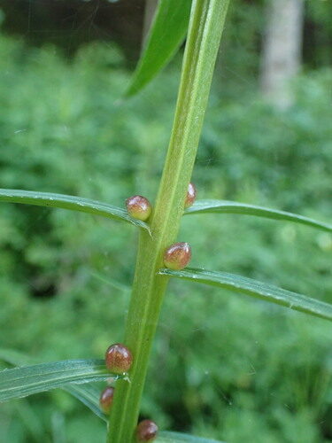 Lilium bulbiferum (Fire Lily) — photo