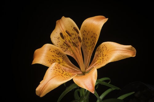 Lilium bulbiferum