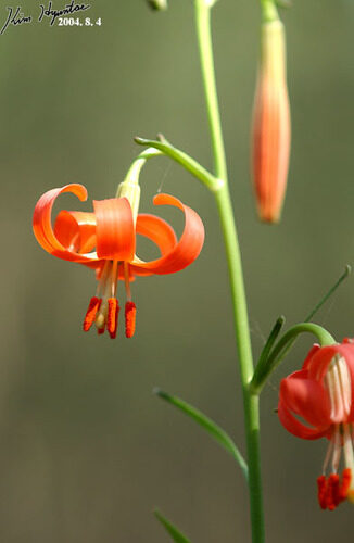 Lilium callosum — photo