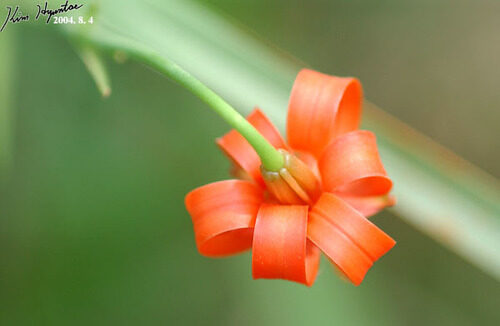 Lilium callosum — photo