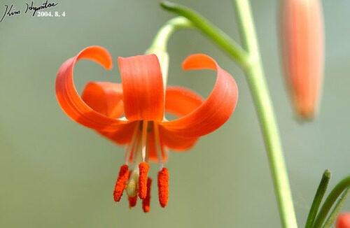 Lilium callosum