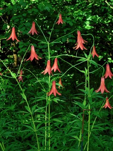 Lilium canadense (Meadow Lily) — photo