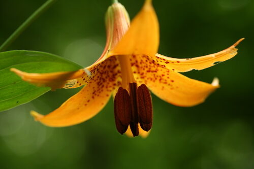 Lilium canadense (Meadow Lily) — photo