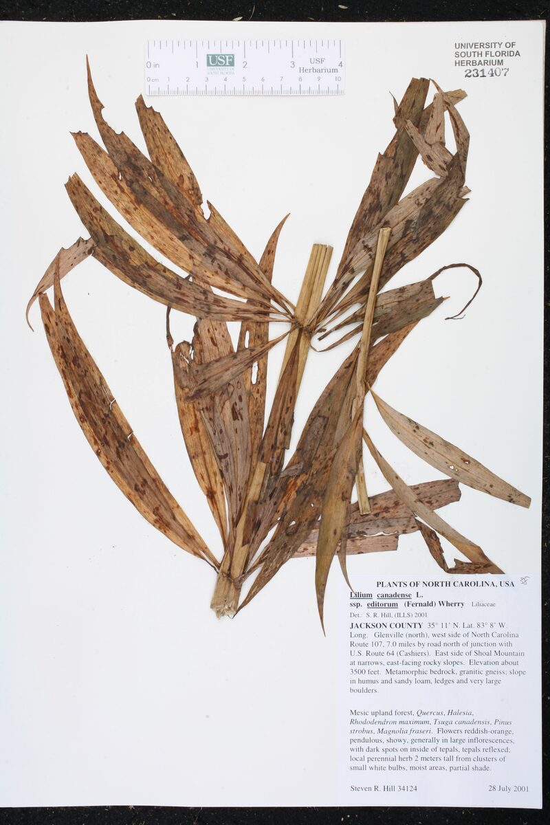 Lilium canadense editorum (Meadow Lily) — photo