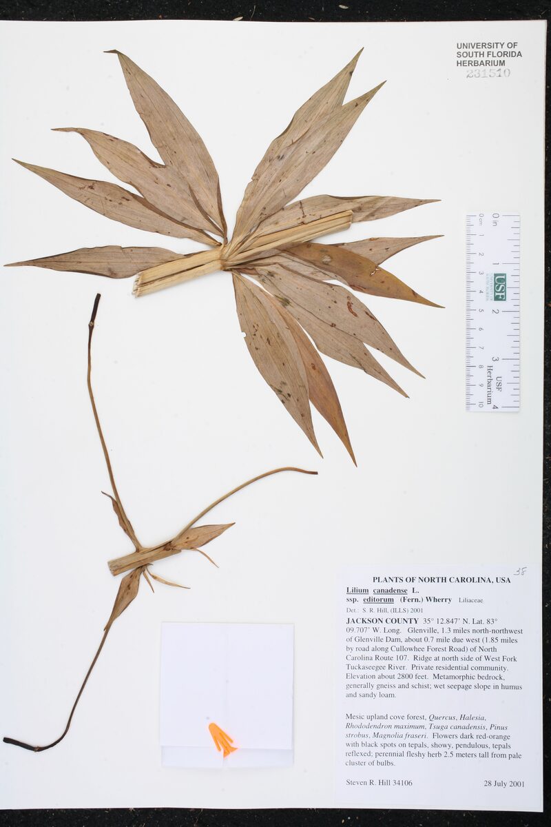 Lilium canadense editorum (Meadow Lily) — photo