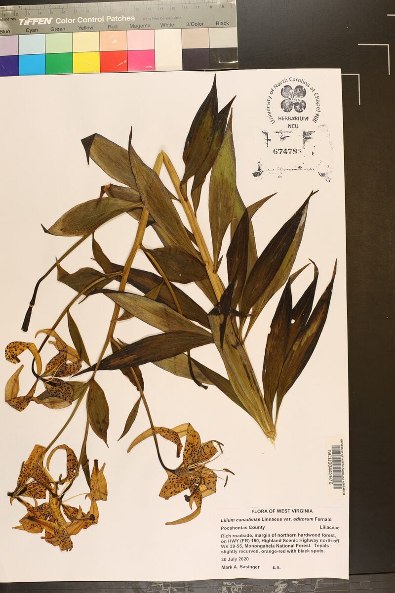 Lilium canadense editorum