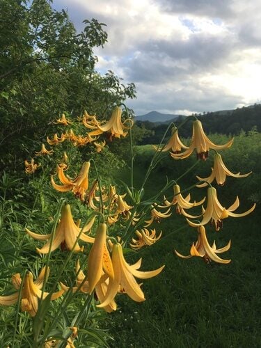 Lilium canadense