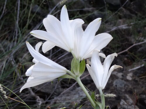 Lilium candidum (Madonna Lily) — photo