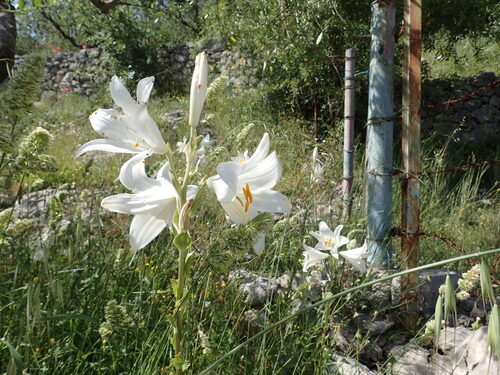 Lilium candidum (Madonna Lily) — photo