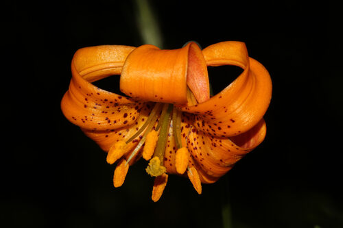 Lilium columbianum (Columbia Tiger Lily) — photo