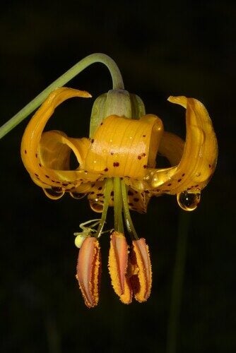 Lilium columbianum