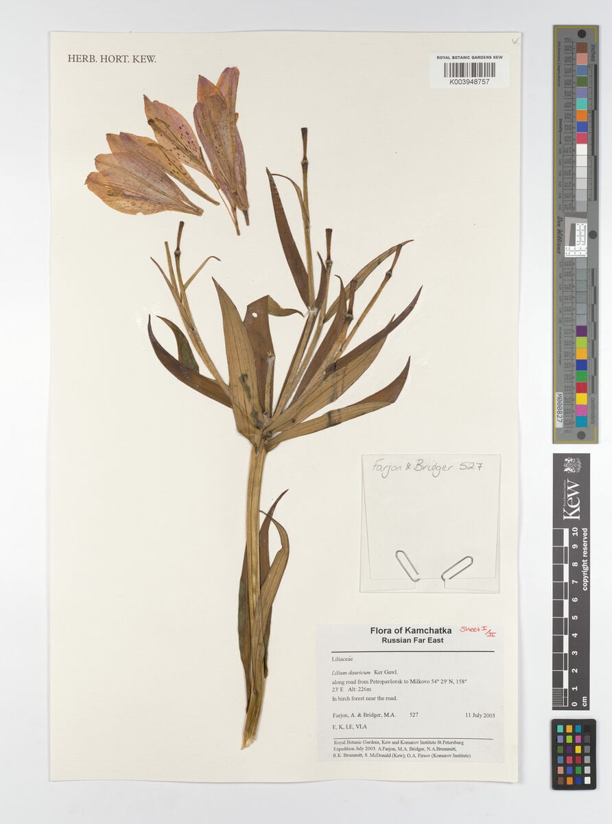 Lilium dauricum