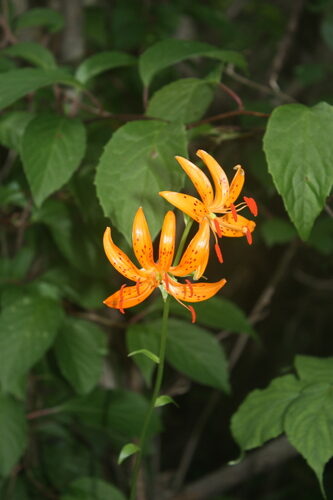 Lilium distichum — photo
