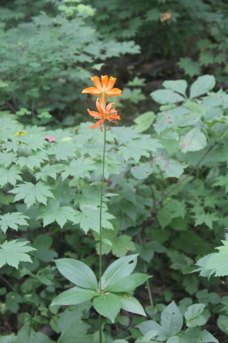 Lilium distichum — photo