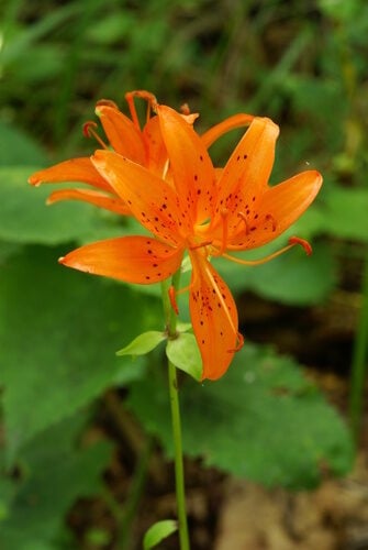 Lilium distichum