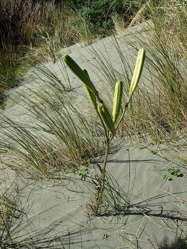 Lilium formosanum (Formosa lily) — photo