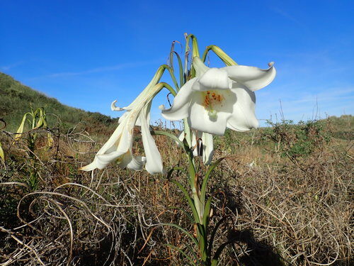 Lilium formosanum (Formosa lily) — photo