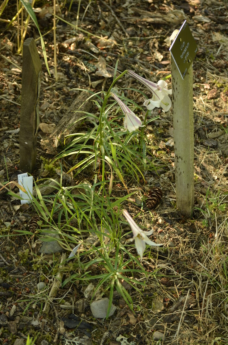 Lilium formosanum pricei — photo