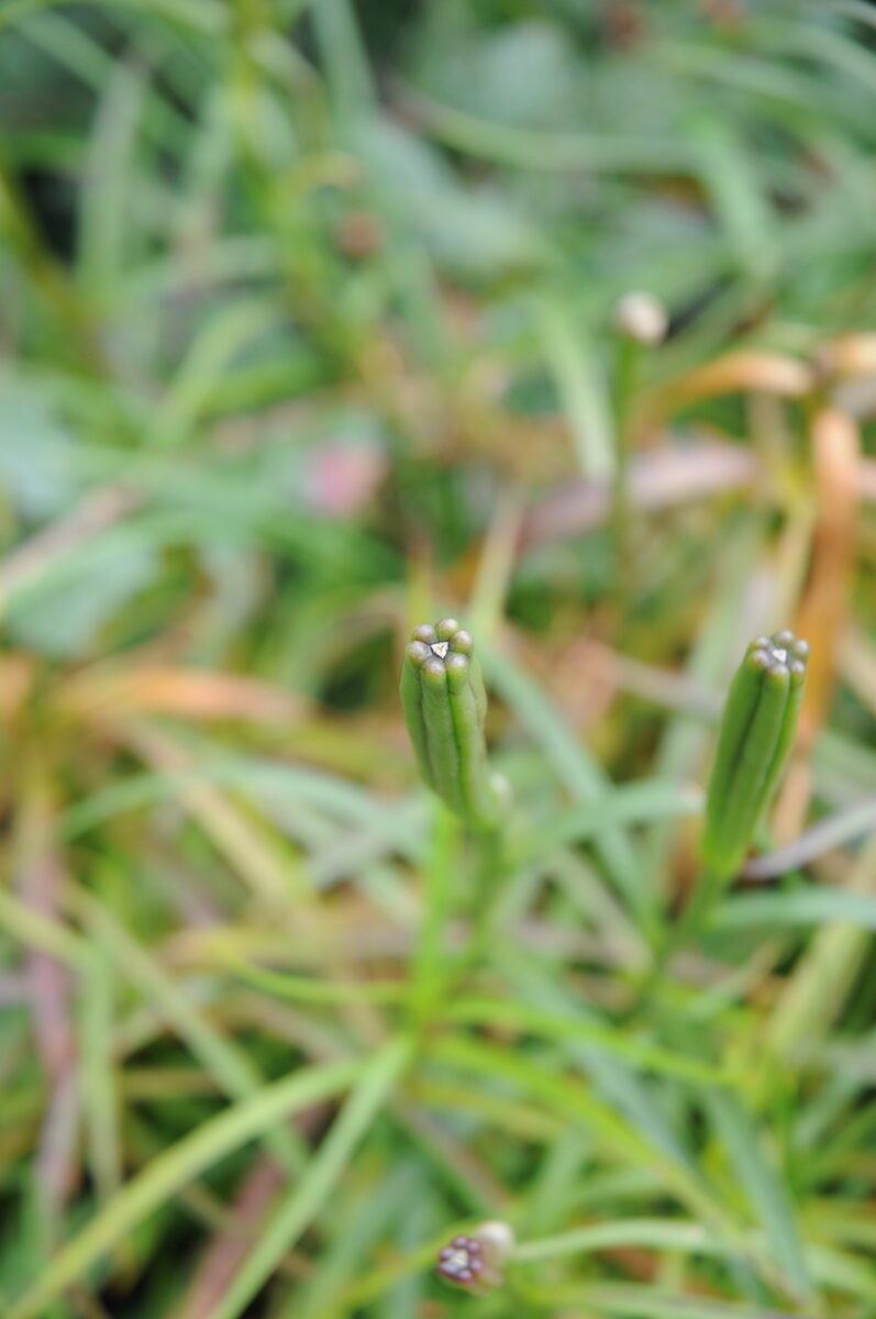 Lilium formosanum pricei — photo