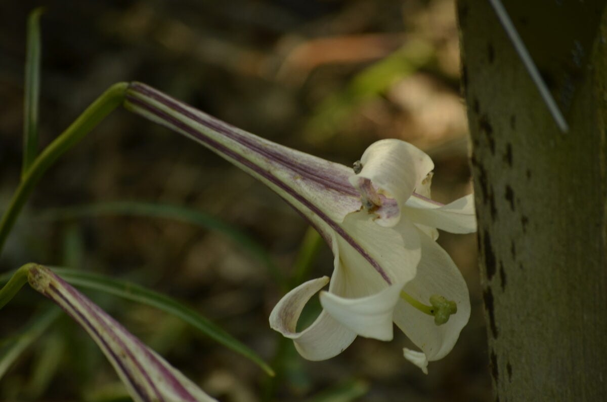 Lilium formosanum pricei