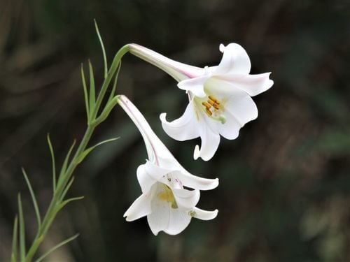 Lilium formosanum
