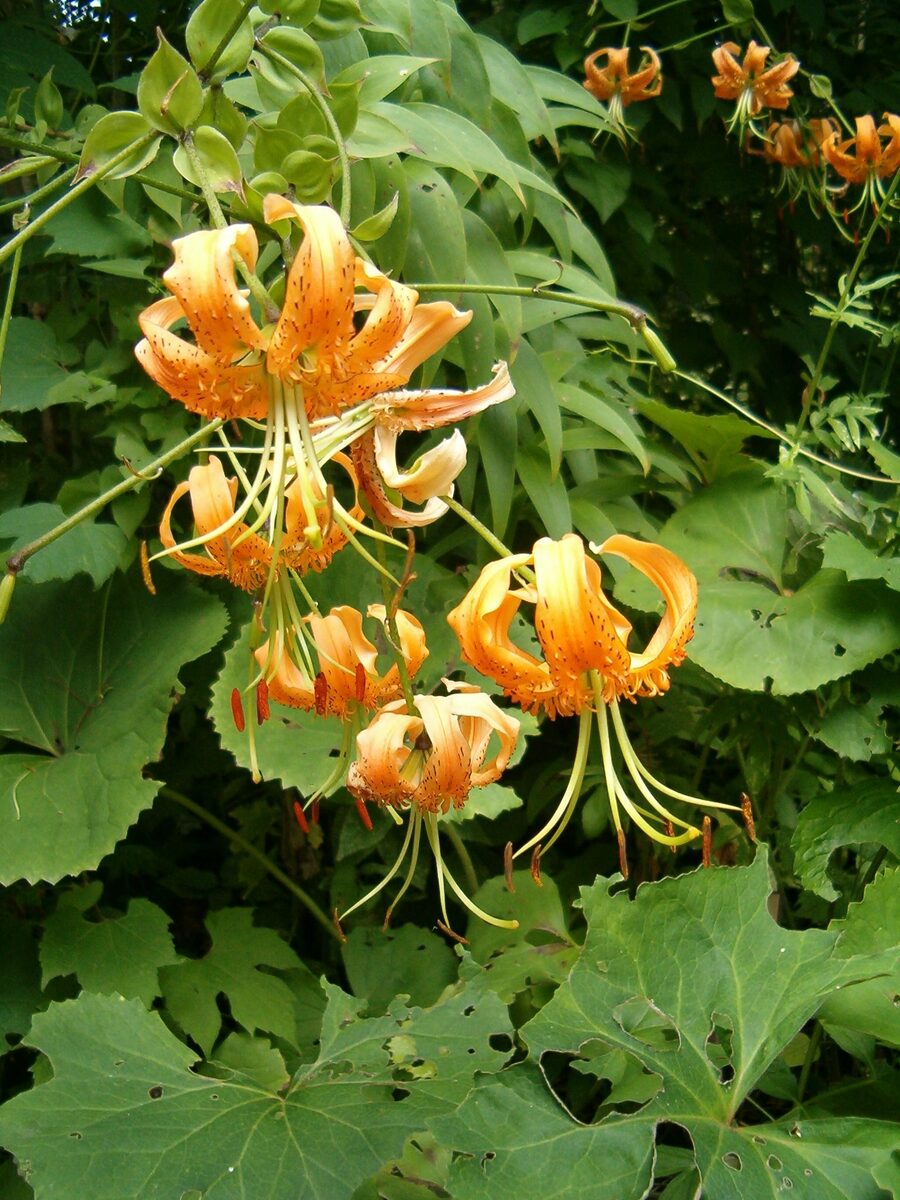 Lilium henryi (Henry's lily) — photo