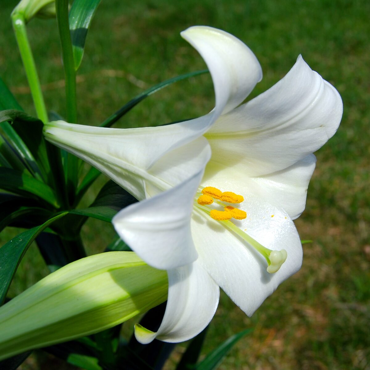 Lilium henryi (Henry's lily) — photo