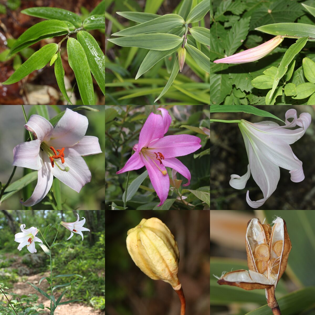 Lilium japonicum (Bamboo Lily) — photo