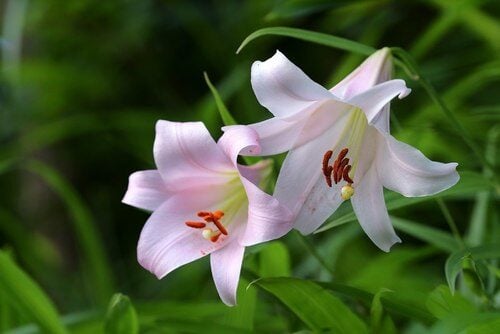 Lilium japonicum