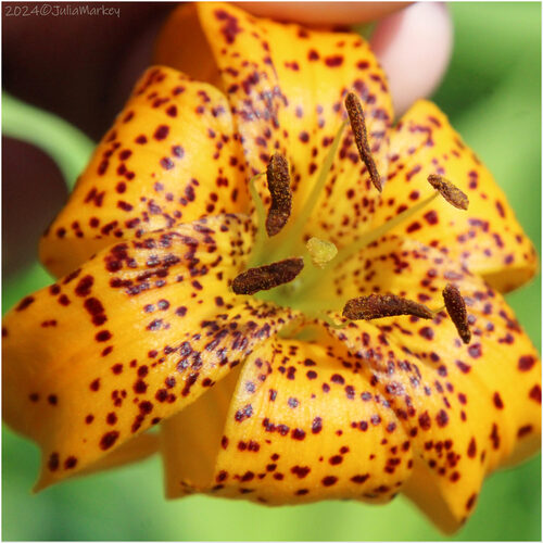 Lilium kelleyanum (Kelley's Lily) — photo