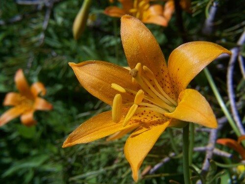 Lilium kelleyanum (Kelley's Lily) — photo