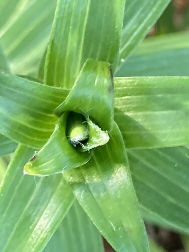 Lilium lancifolium (Tiger Lily) — photo