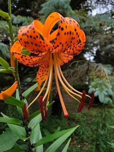 Lilium lancifolium