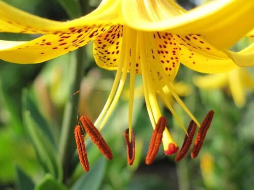 Lilium leichtlinii — photo