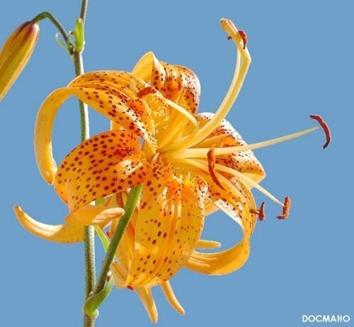 Lilium leichtlinii
