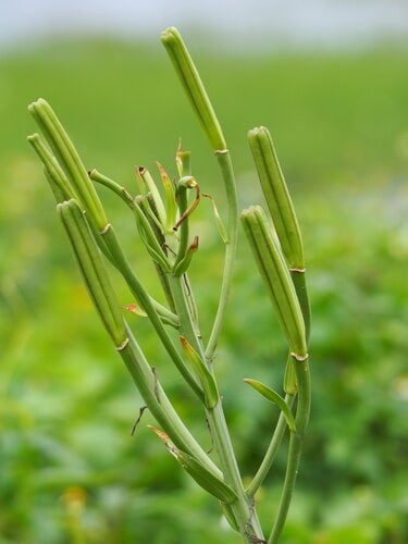 Lilium longiflorum (White Trumpet Lily) — photo