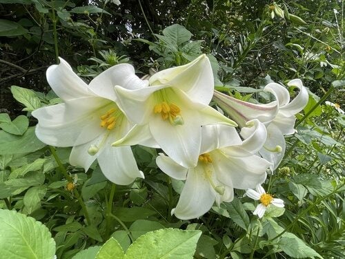 Lilium longiflorum