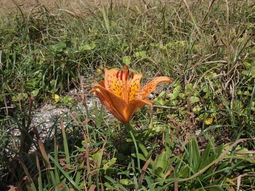 Lilium maculatum — photo