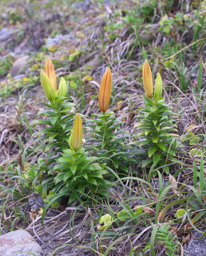 Lilium maculatum — photo