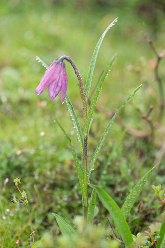 Lilium nanum — photo