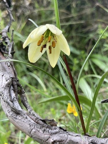 Lilium nanum — photo
