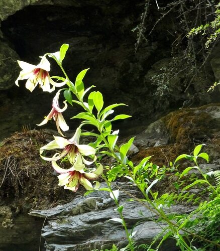 Lilium nepalense — photo