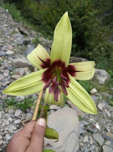 Lilium nepalense — photo