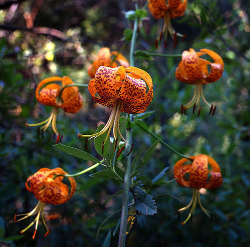 Lilium pardalinum (Panther Lily) — photo