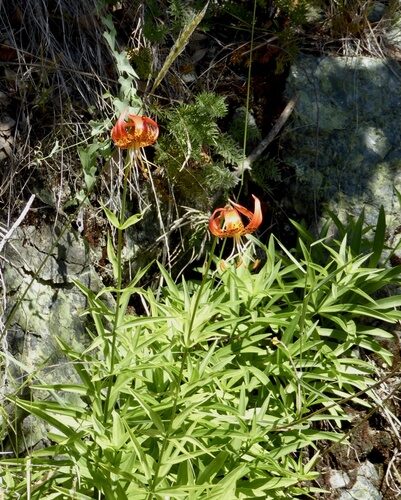Lilium pardalinum (Panther Lily) — photo