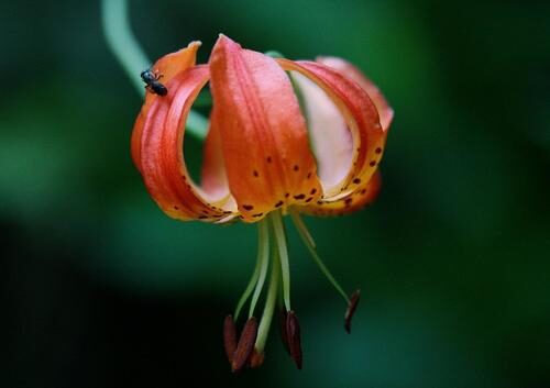 Lilium pardalinum