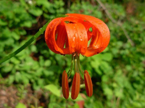 Lilium pomponium