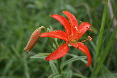 Lilium pumilum (Coral Lily) — photo