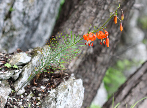 Lilium pumilum (Coral Lily) — photo
